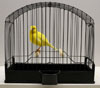 Yellow Fife Canary